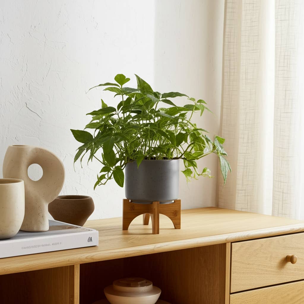 Matte Grey Ceramic Plant Stand