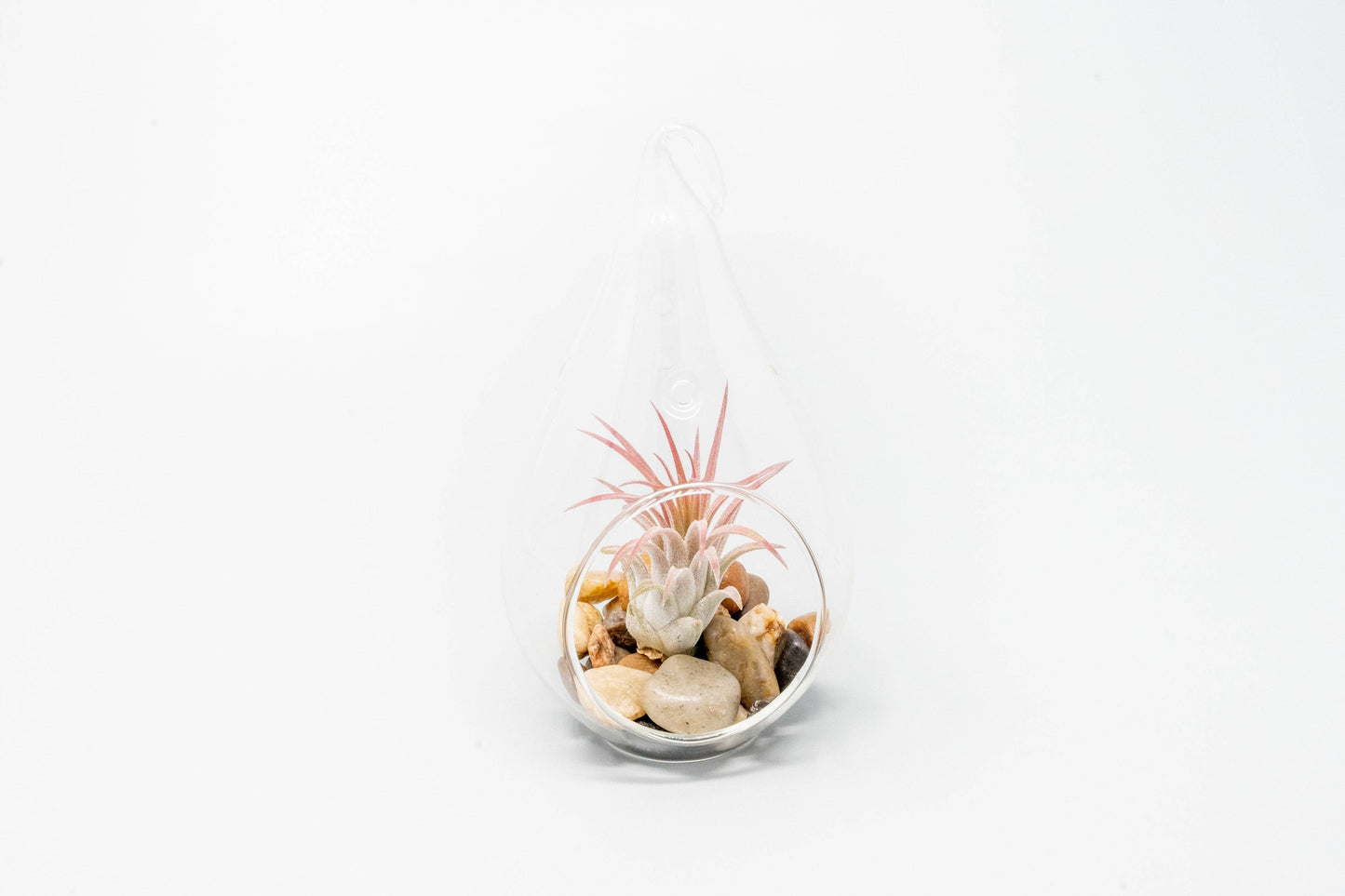 Open Teardrop Air Plant Terrarium