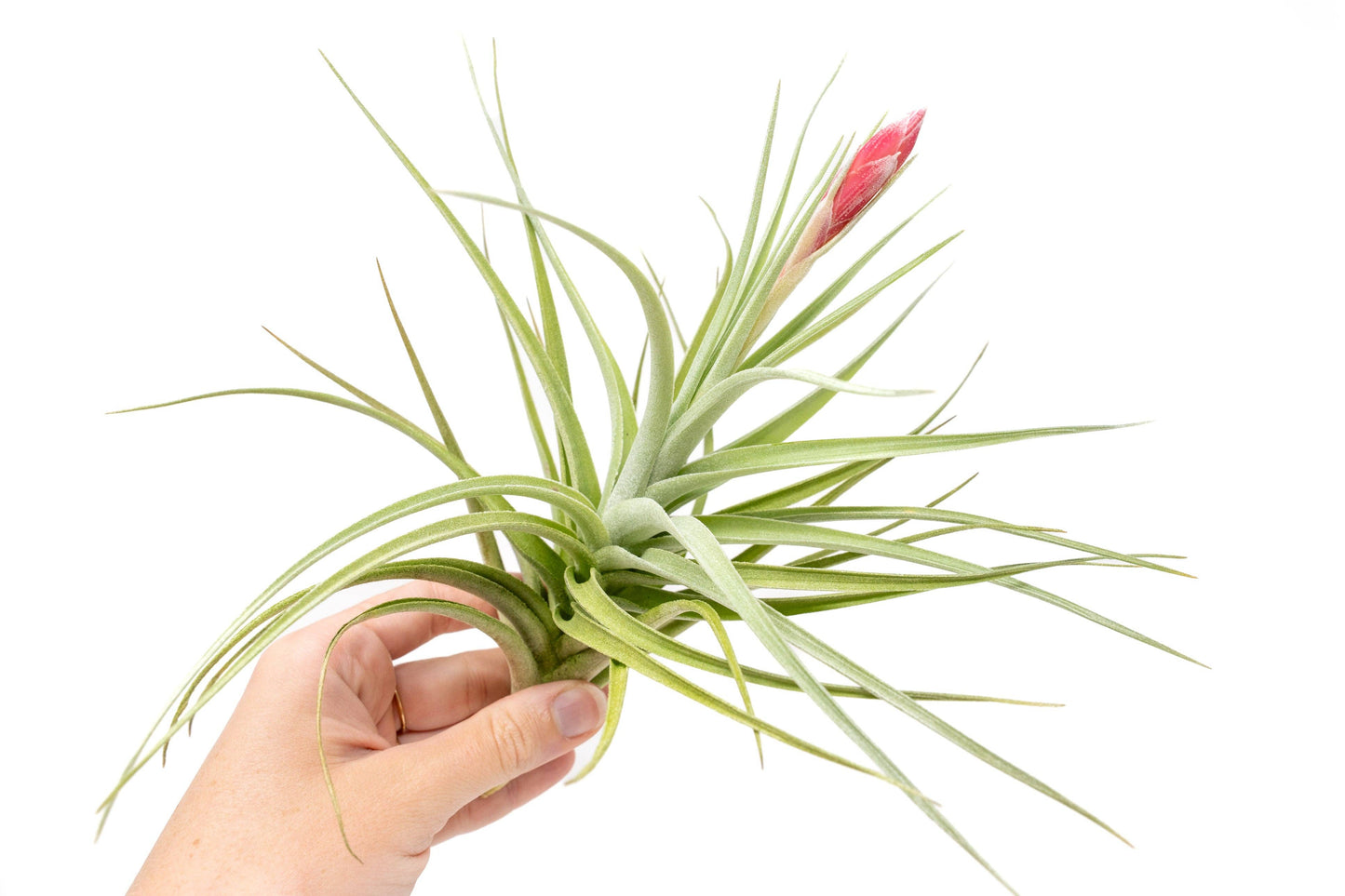 Tillandsia Leonamiana