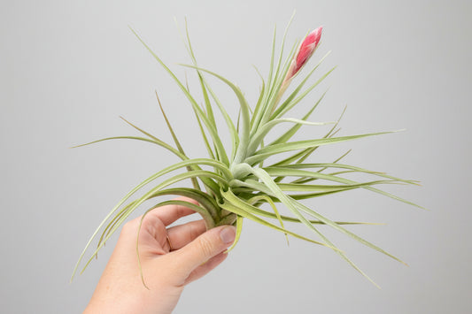 Tillandsia Leonamiana