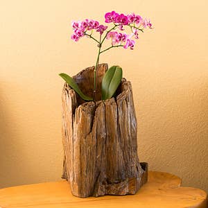 Teak Tree Stump Pot