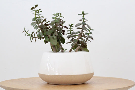 White Ceramic on Beige Bonsai Pot