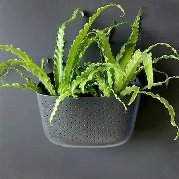 Eco Wall Planter