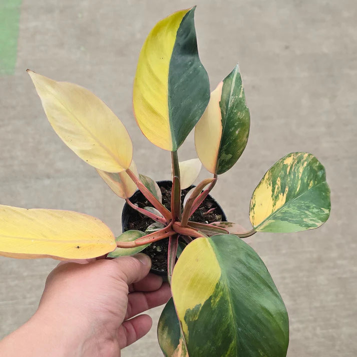 Philodendron 'Congo Red Hot'