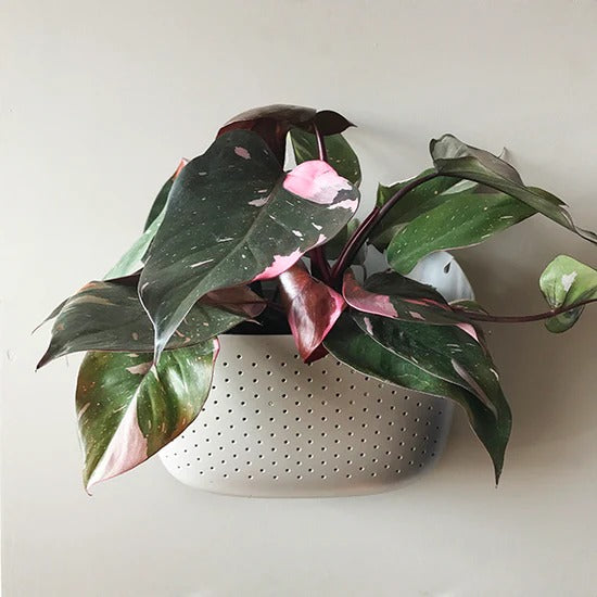 Eco Wall Planter