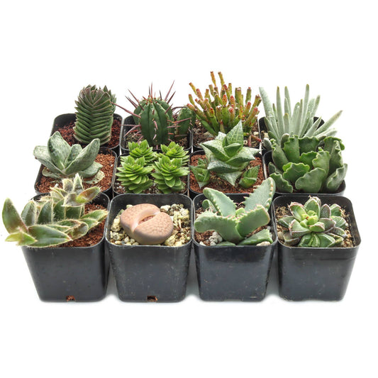 Varied Succulents 2"