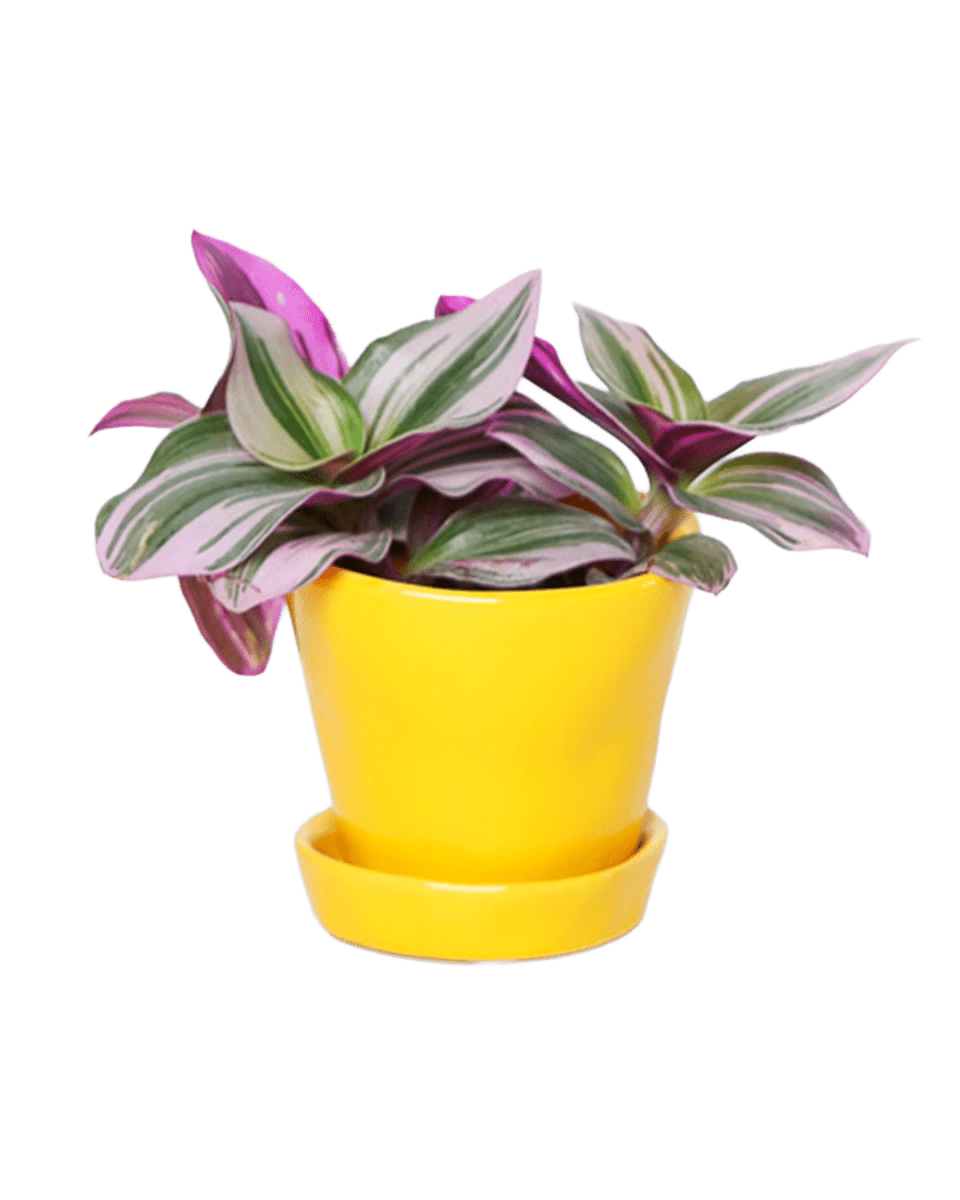 Tika Ceramic Pot & Saucer