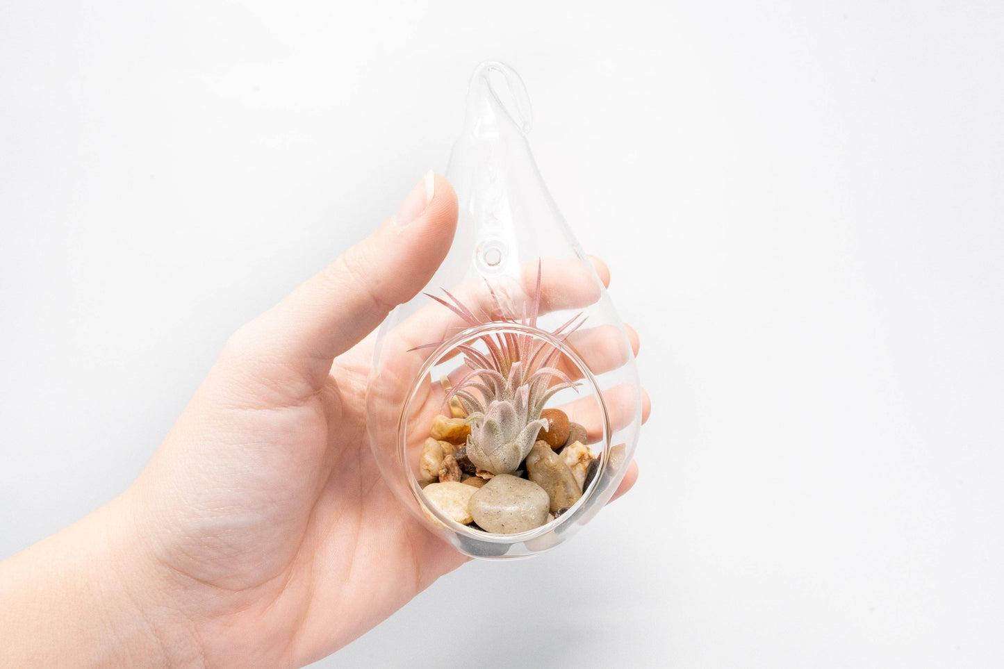 Open Teardrop Air Plant Terrarium
