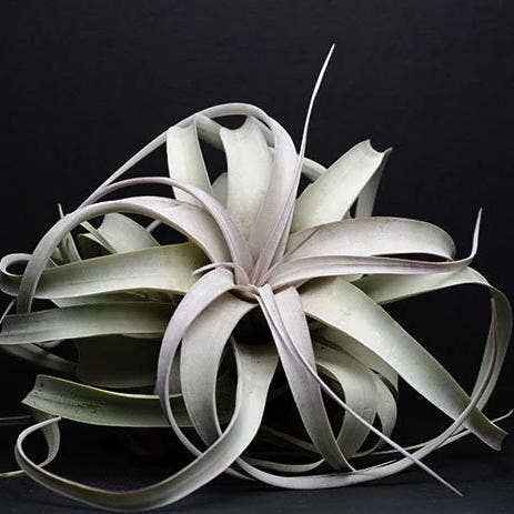 Tillandsia Xerographica