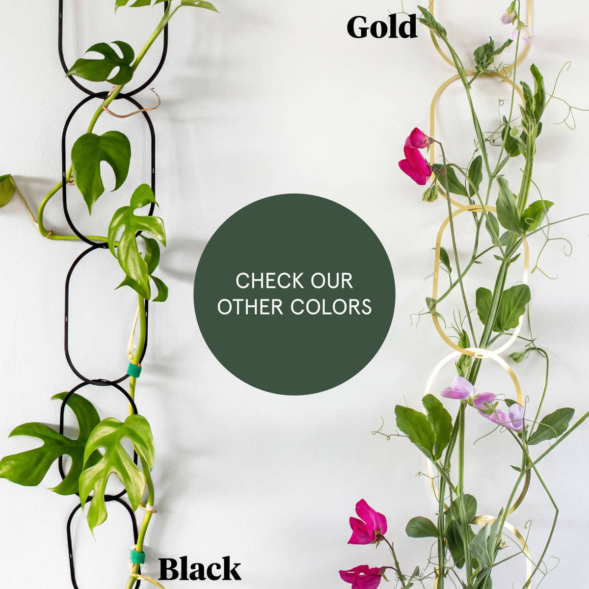 Climbing Plant Gold Brass Chain
