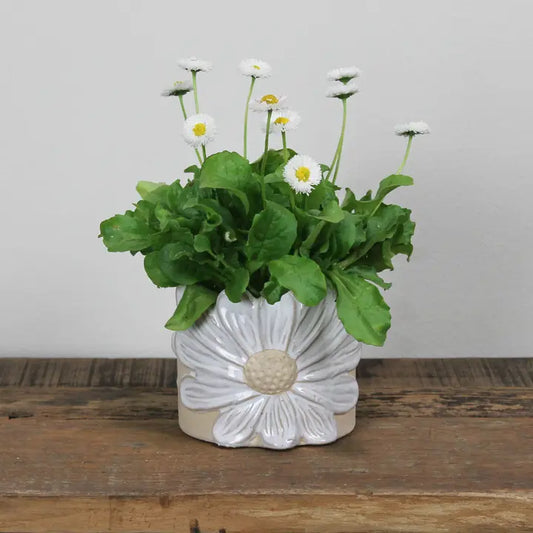 Ceramic Daisy Cachepot