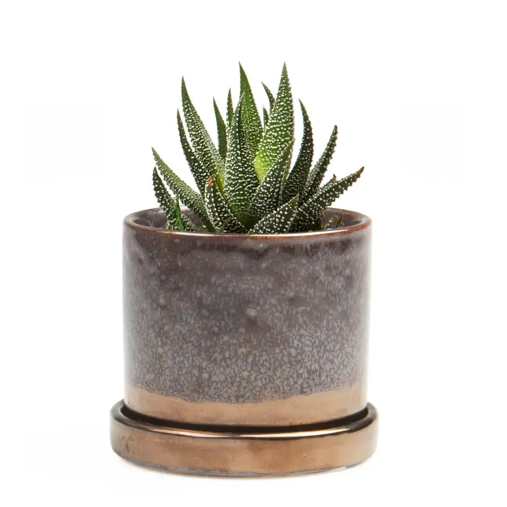 Minute Pot & Saucer