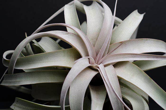 Tillandsia Xerographica