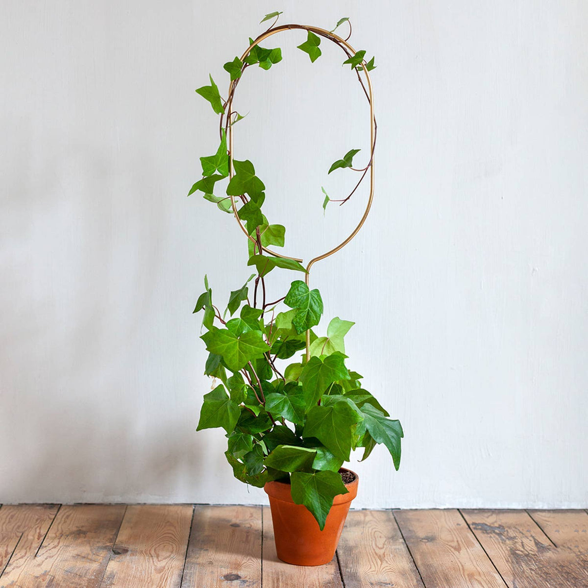 Golden Arch Plant Stake