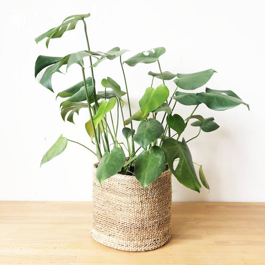 Banana Leaf Storage Plant Basket