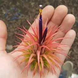 Tillandsia Ionantha Guatemala