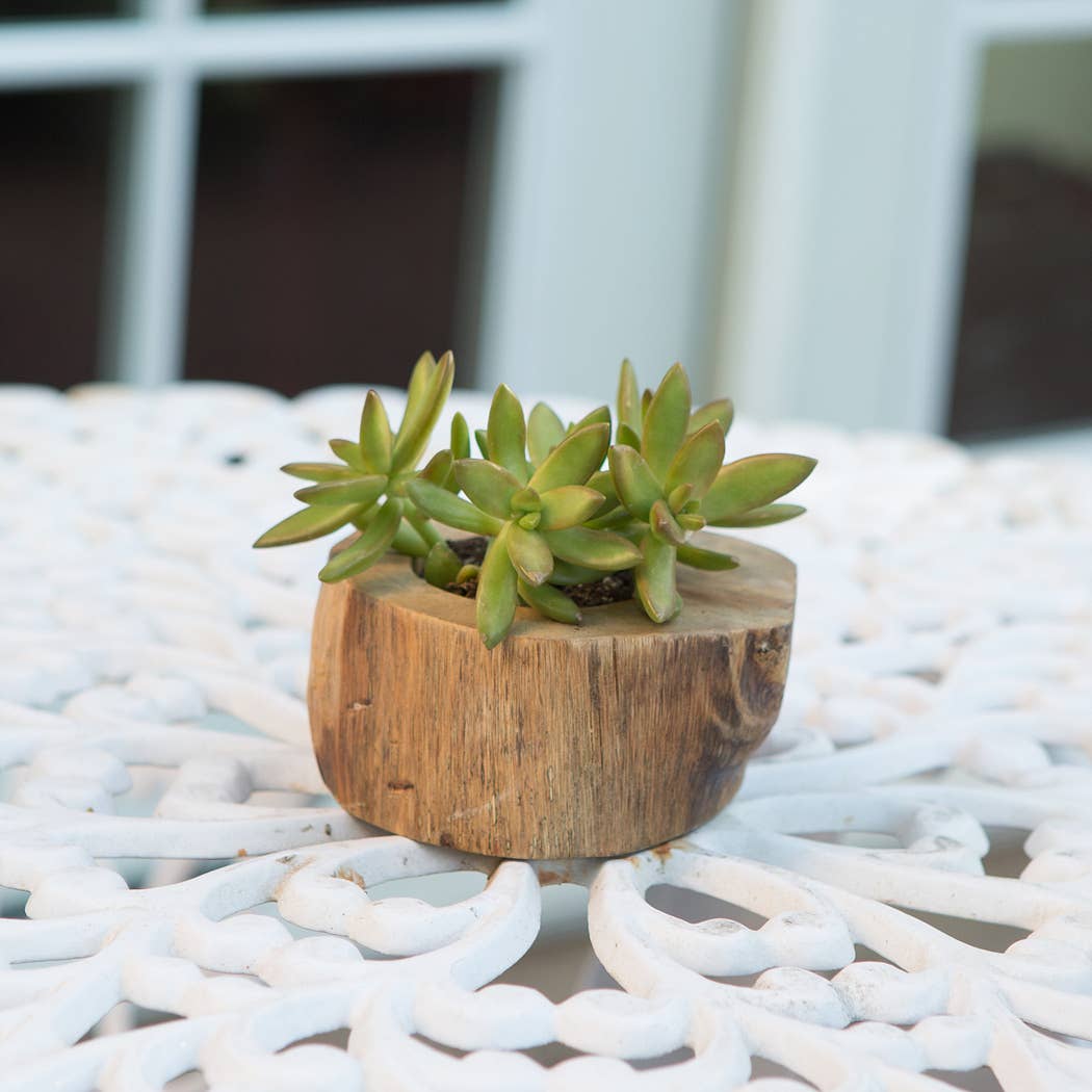 Teak Branch Pot Small