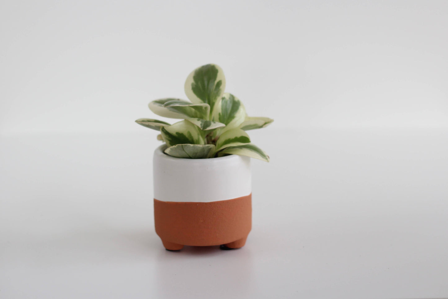 Terracotta and White Boho Footed Pot- 7"