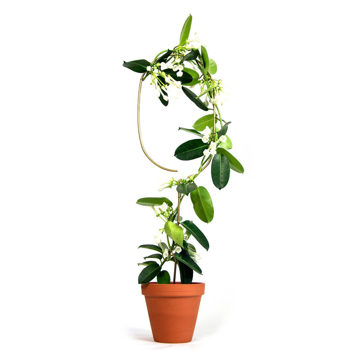 Golden Arch Plant Stake