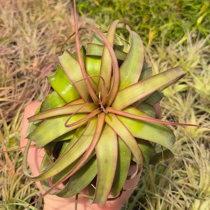 Tillandsia Eric Knobloch