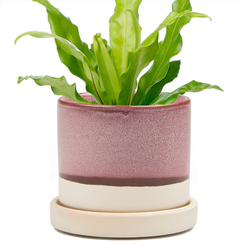 Minute Pot & Saucer