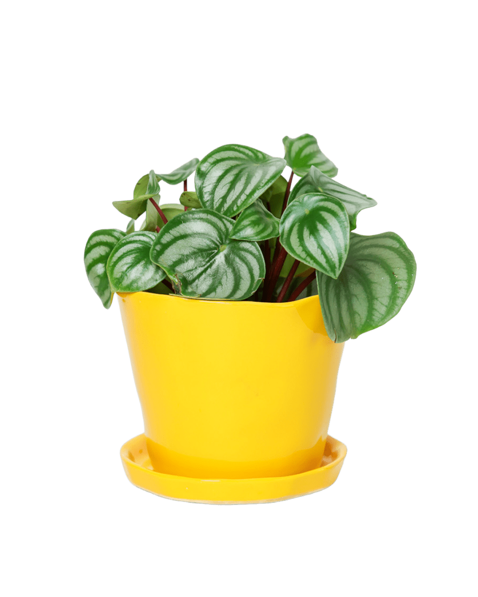 Tika Ceramic Pot & Saucer