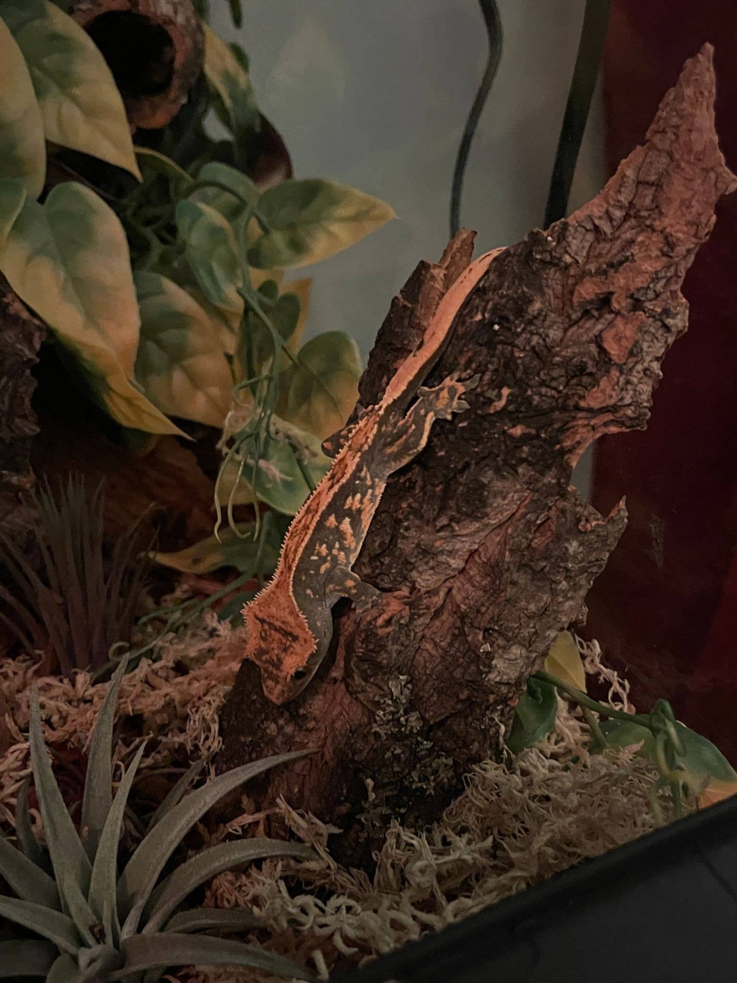 Assorted Cork Bark for Terrariums