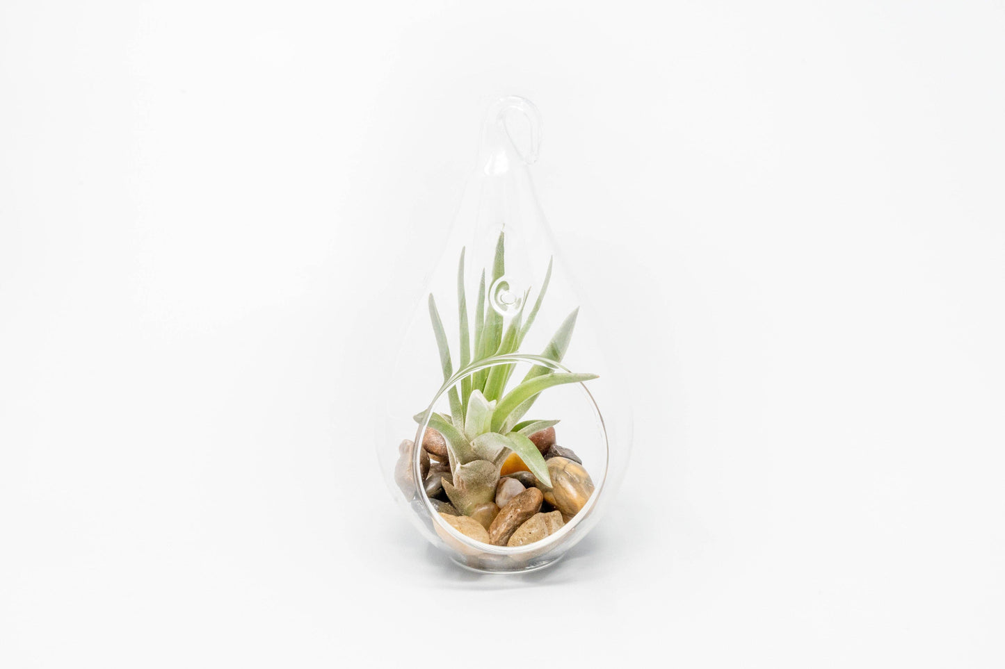 Open Teardrop Air Plant Terrarium