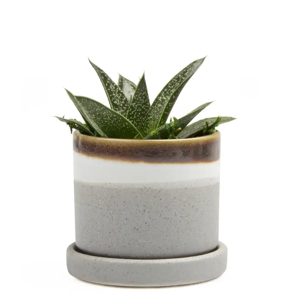 Minute Pot & Saucer