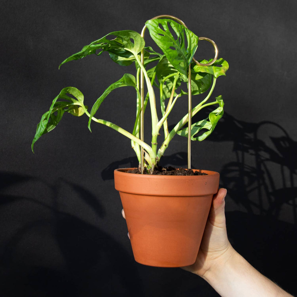 Gold Bump Plant Stake