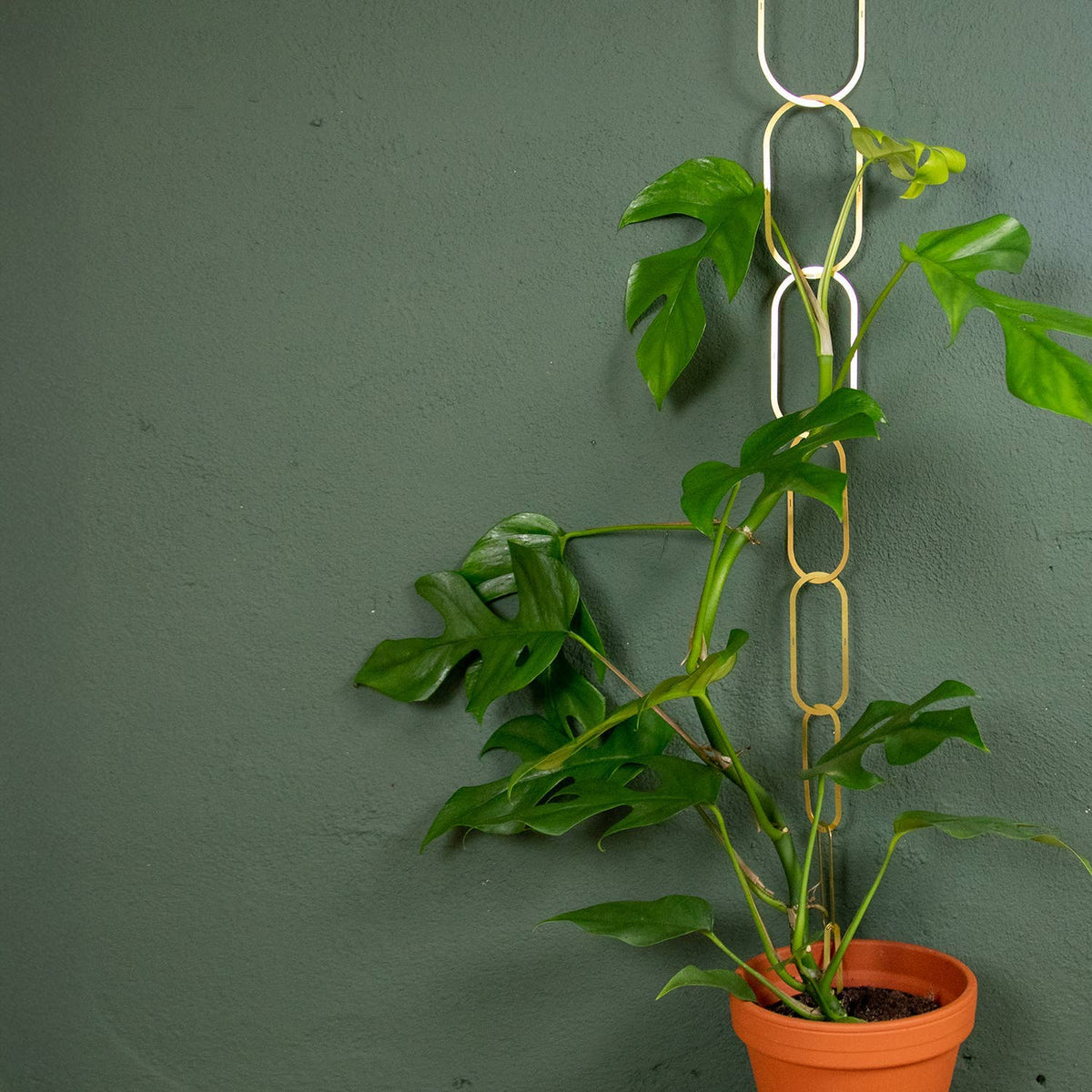 Climbing Plant Gold Brass Chain