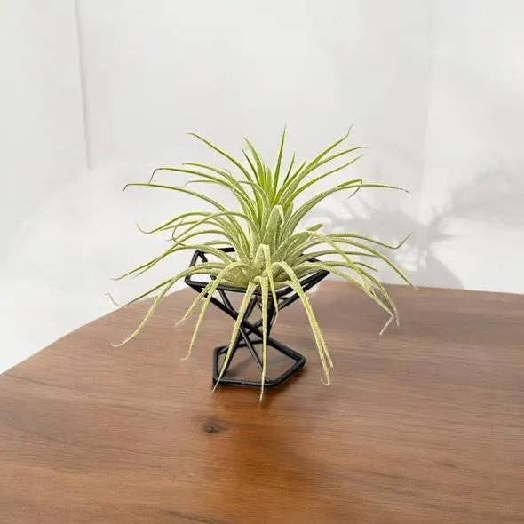 Mini Metal Air Plant Stand