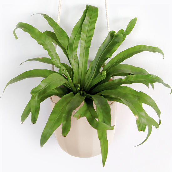 Wallygrow Loop Hanging Planter