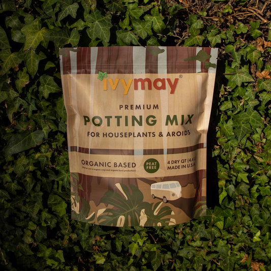 Premium Houseplant & Aroid mix