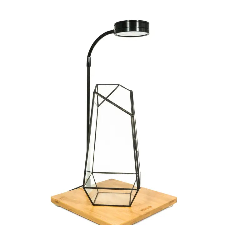 Terrarium Workshop