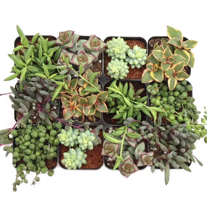 Varied Succulents 2"
