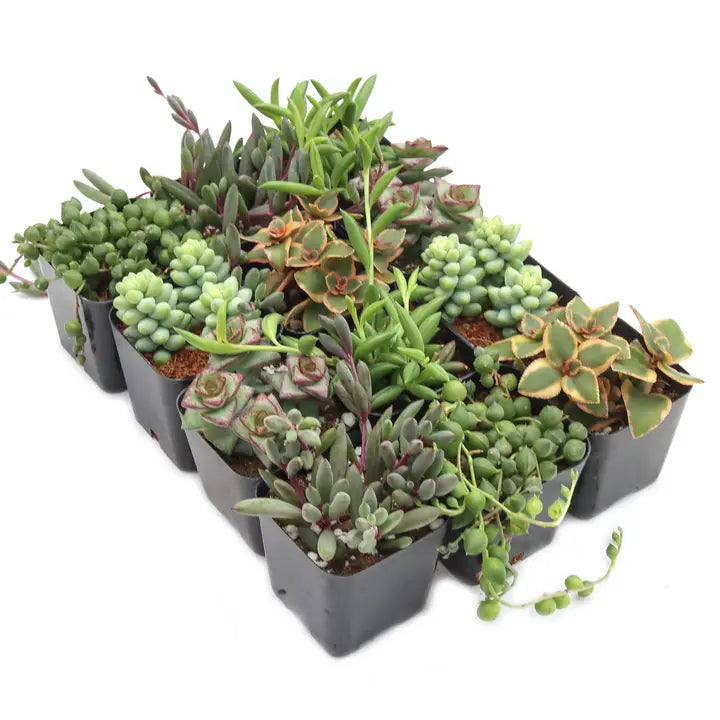 Varied Succulents 2"
