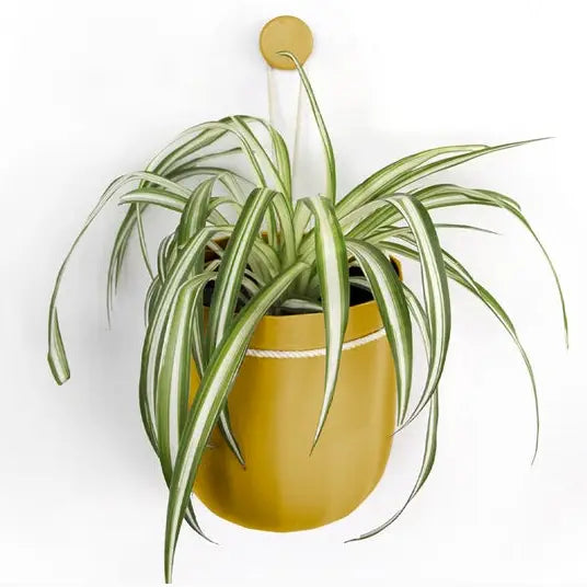 Wallygrow Loop Hanging Planter