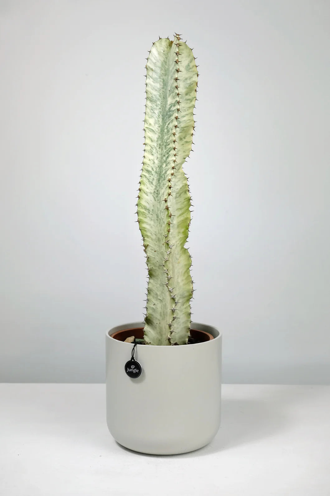 Variegated African Candelabra