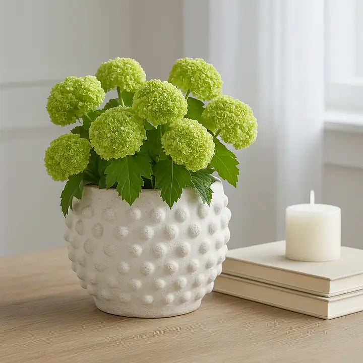 Terracotta Bubble Textured 6" Pot