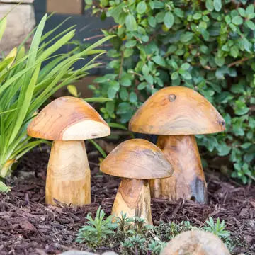 Teak Root Mushrooms