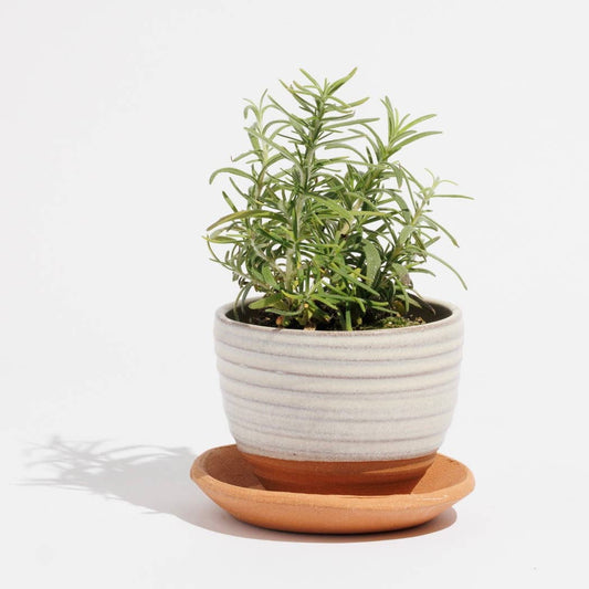 Loft Pottery Planter w/Saucer