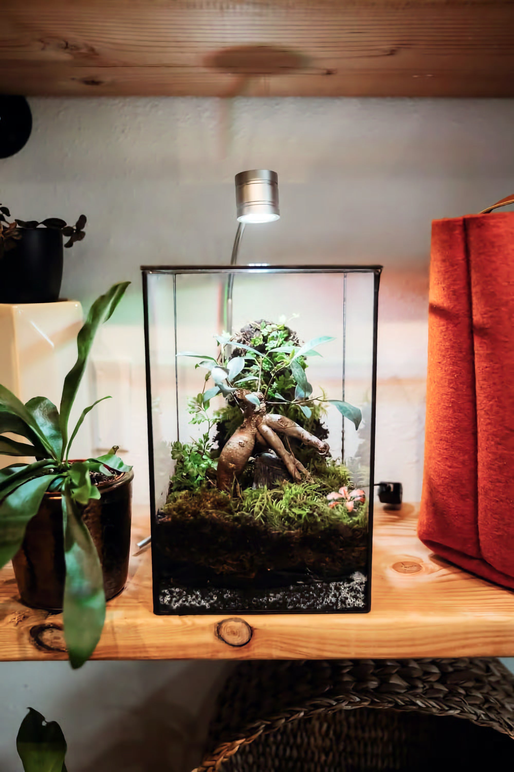 A square glass terrarium planted at INSIDE