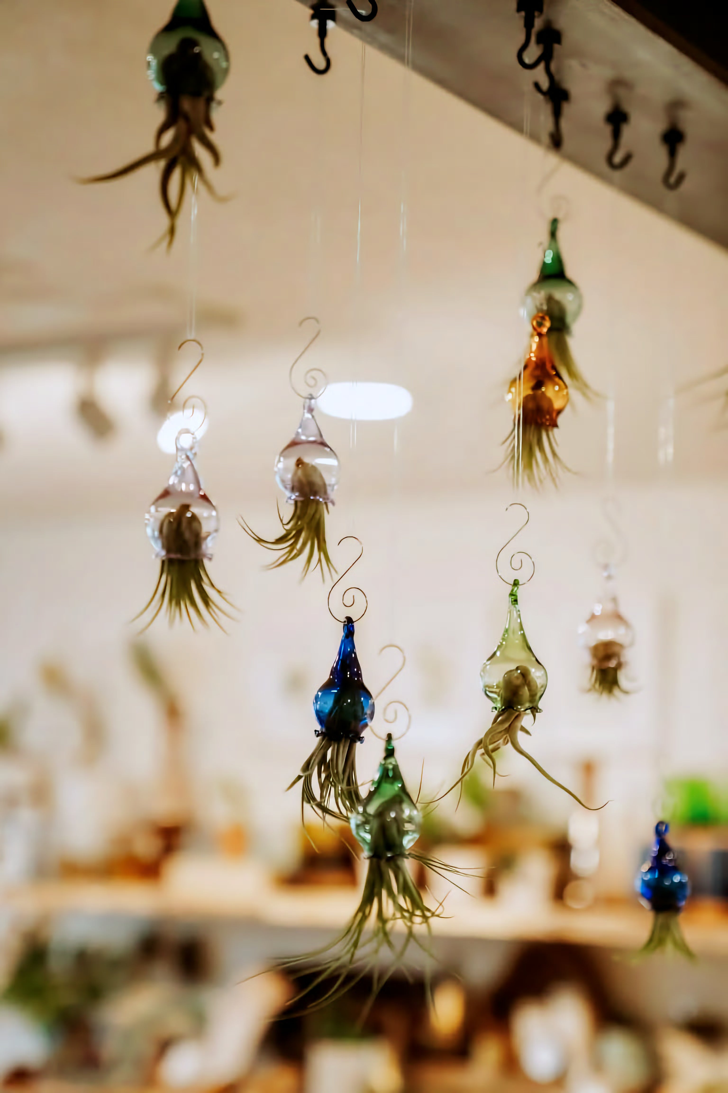 A display of air plants at INSIDE