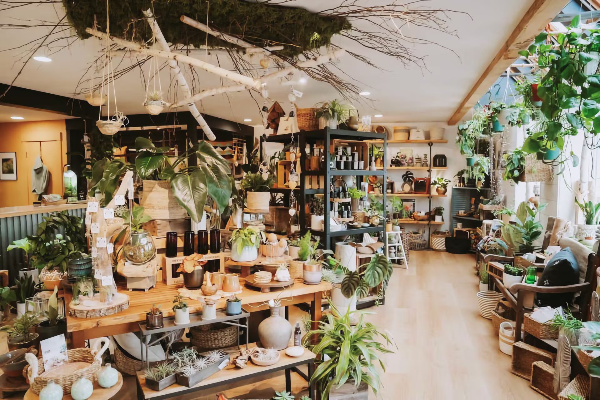 The INSIDE shop floor in Port Angeles, looking down the aisle past tables of plants and pottery toward the window, with birch branches and moss overhead