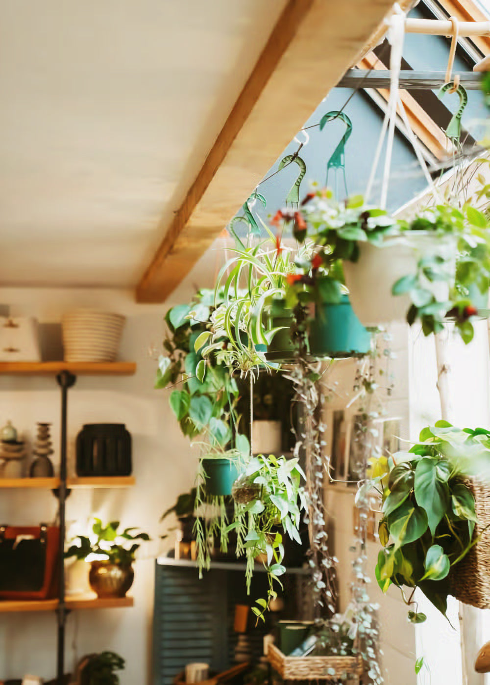 Hanging plants filling a corner of INSIDE