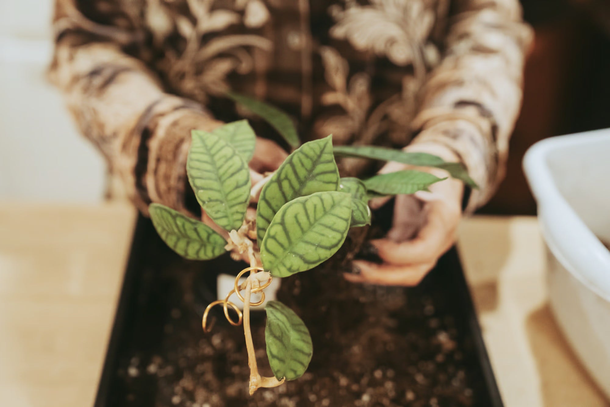 Jennifer potting a plant at INSIDE in Port Angeles