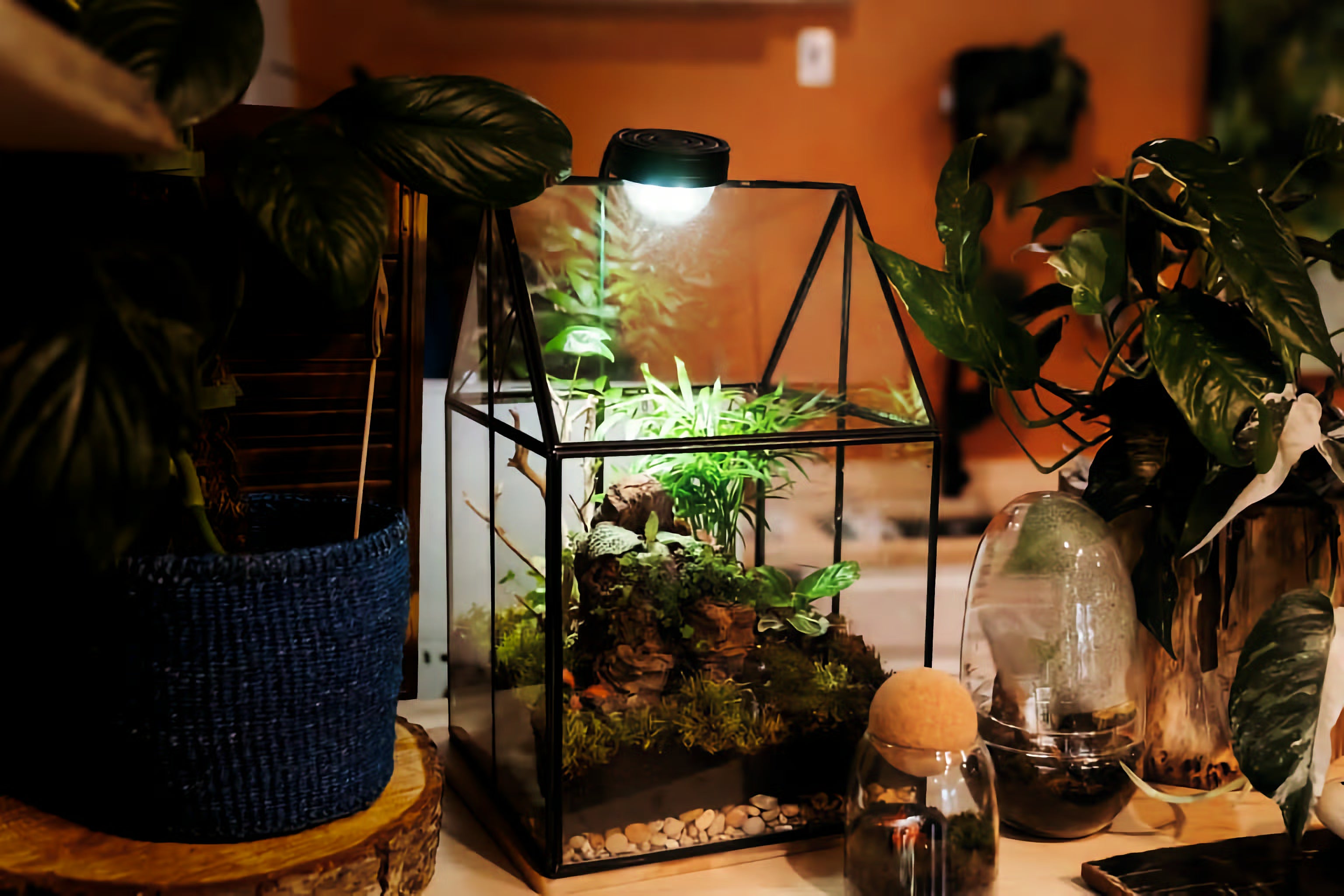 A finished terrarium from an INSIDE workshop