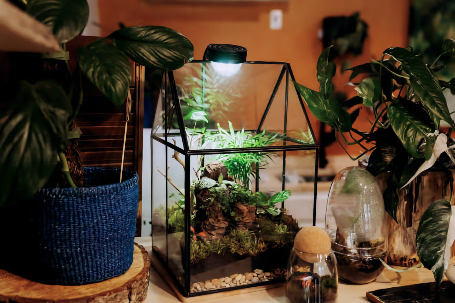 A house-shaped glass terrarium made at INSIDE