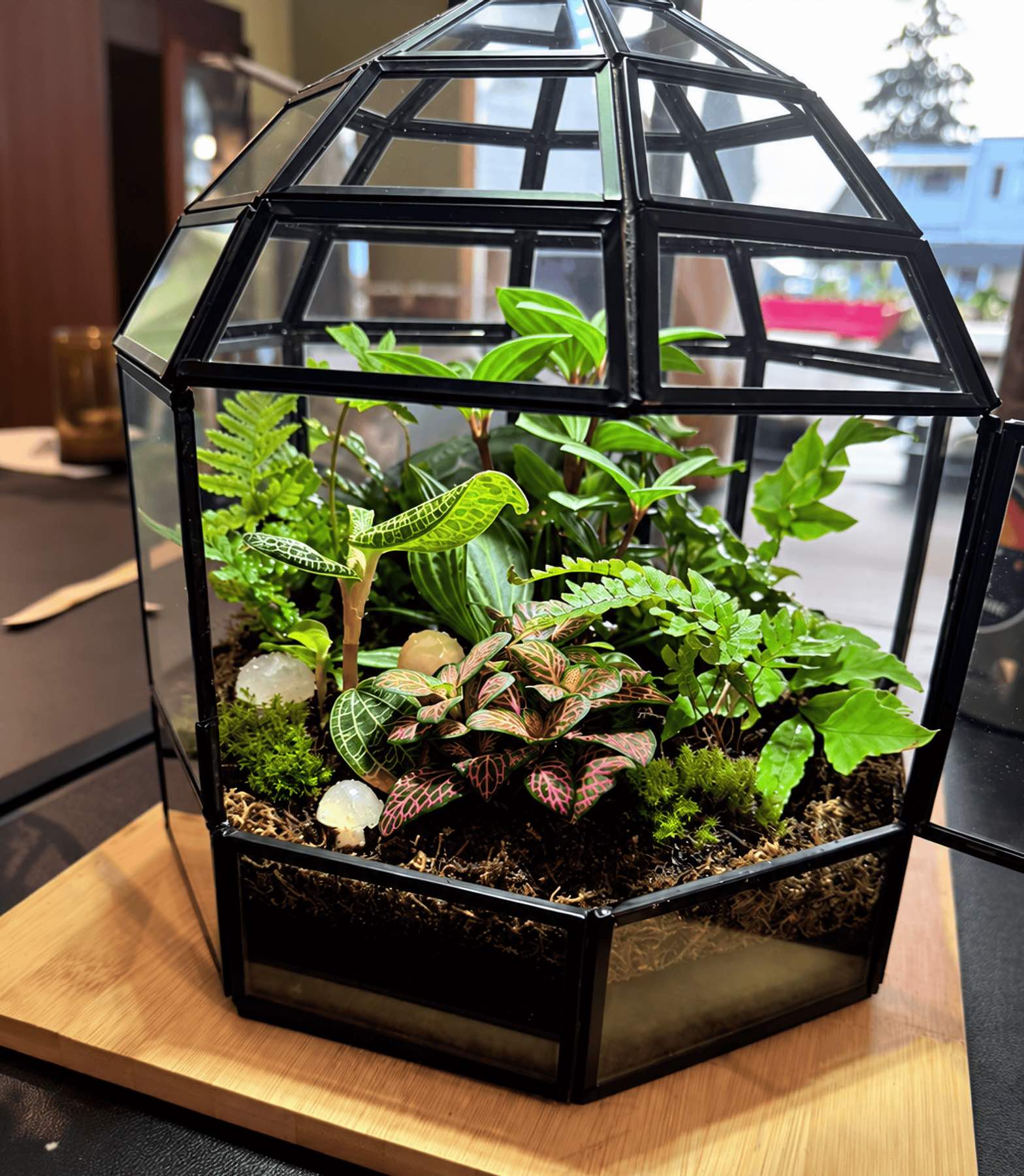 A black-framed geometric glass terrarium planted with ferns, moss and pink-veined fittonia at INSIDE in Port Angeles